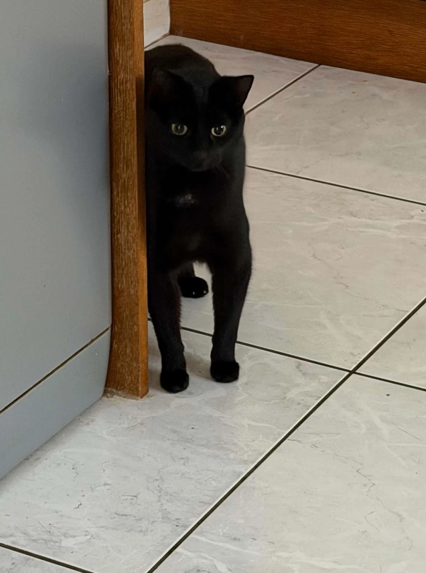 A black cat peeking around a doorway