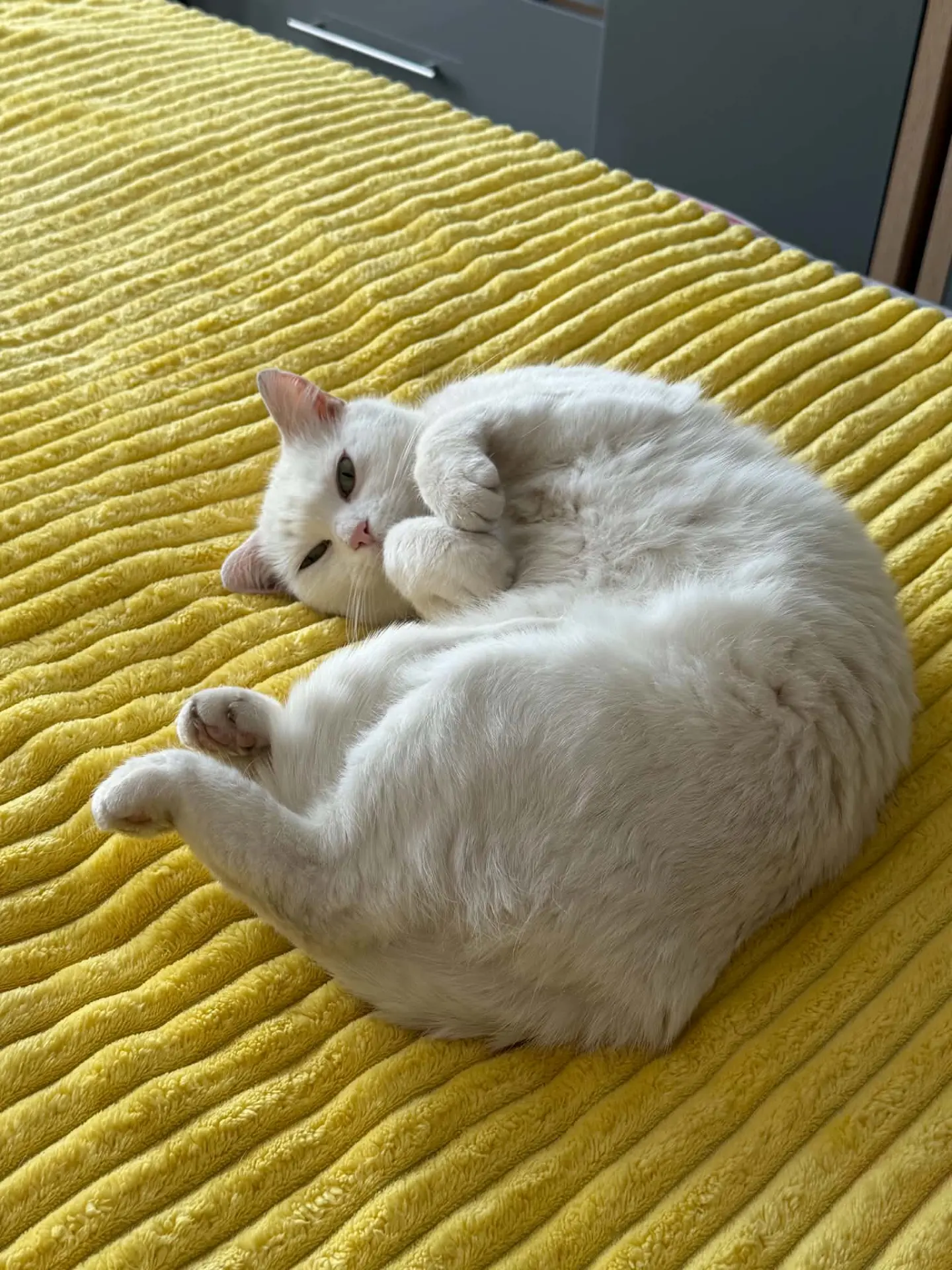 A white cat curled up asleep on a yellow blanket