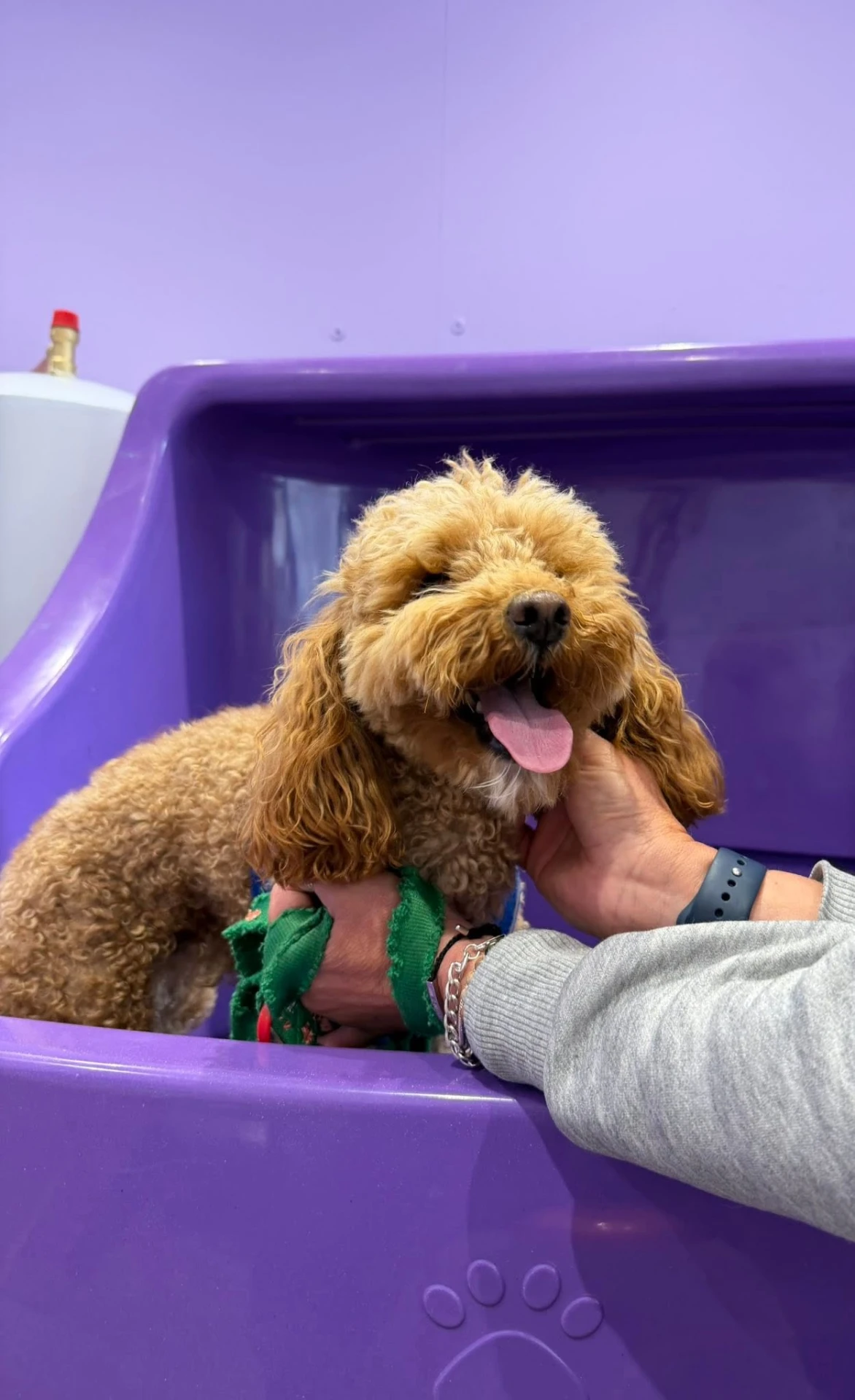 A relaxed cockapoo being gently washed in the purple grooming bath