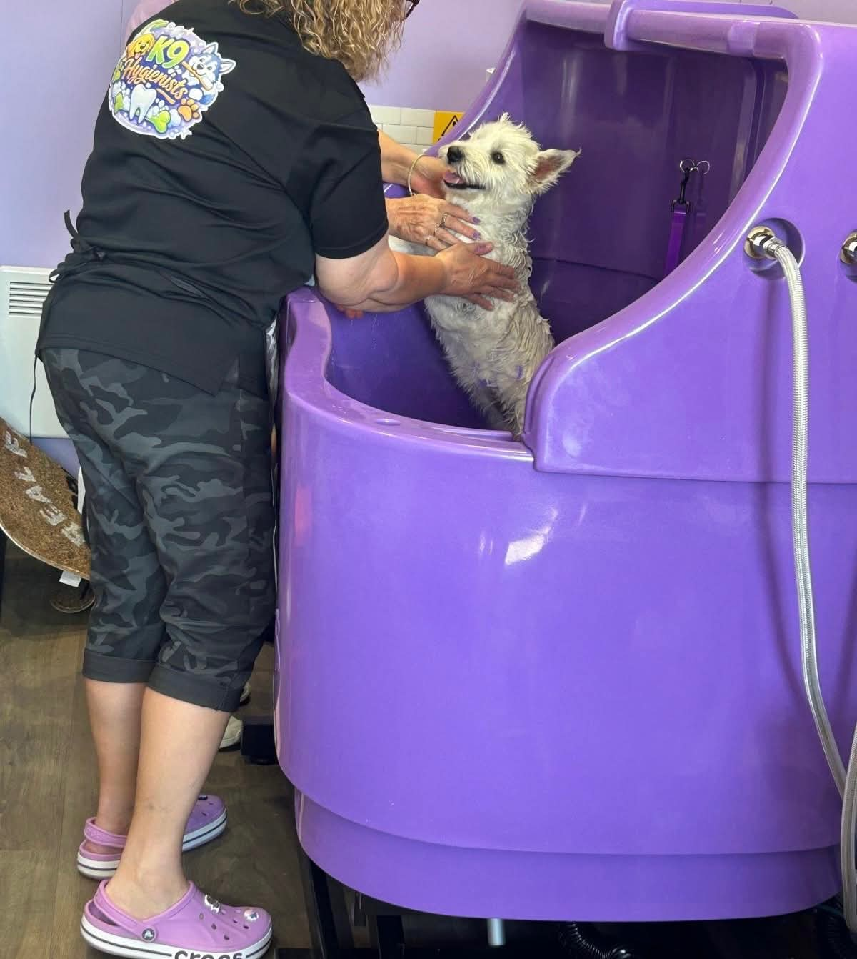 Carol, owner of K9 Hygienists, gently washing a small white dog in the purple grooming bath
