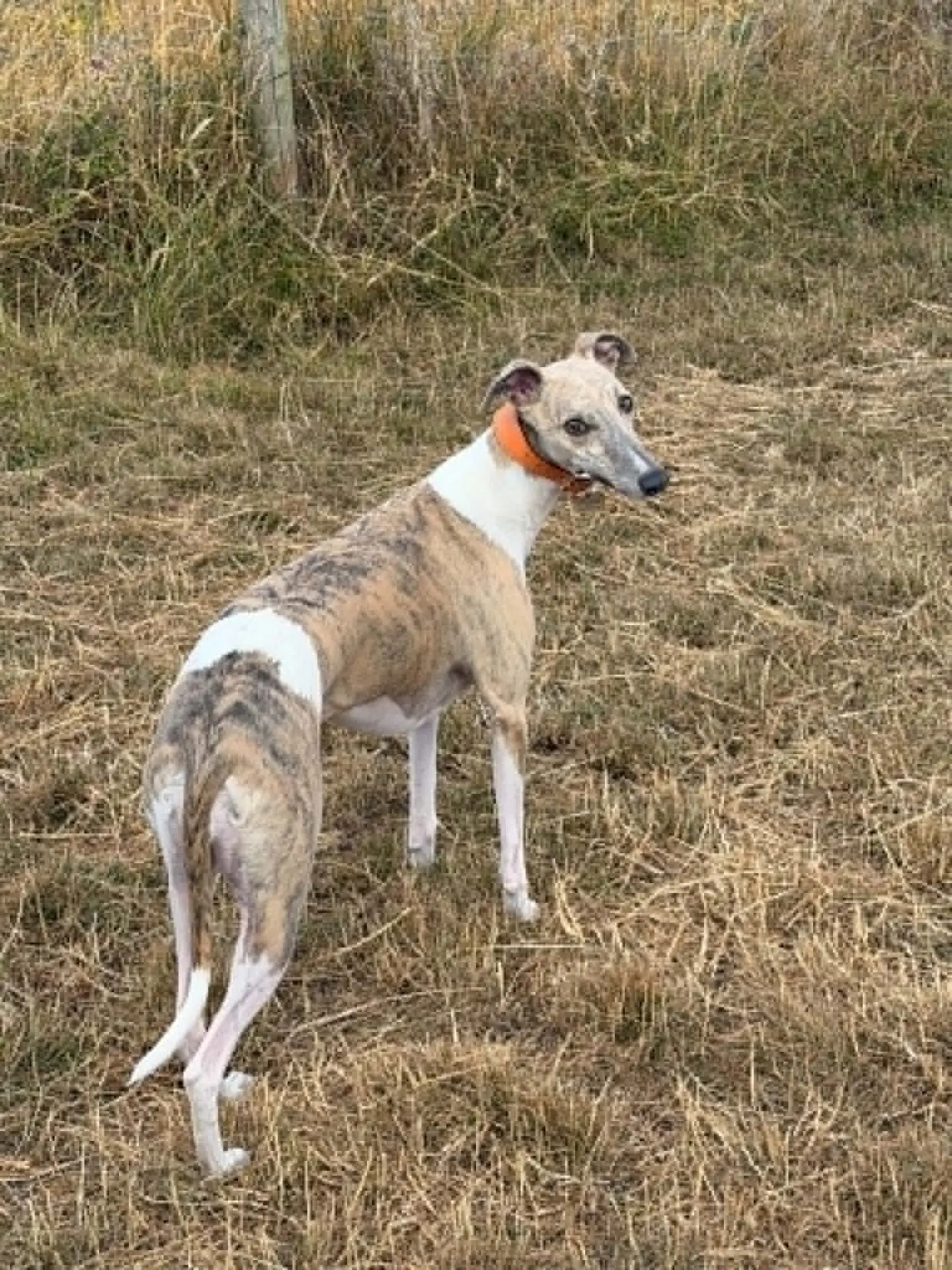 Sofi, Carol's whippet, standing in long grass wearing an orange collar