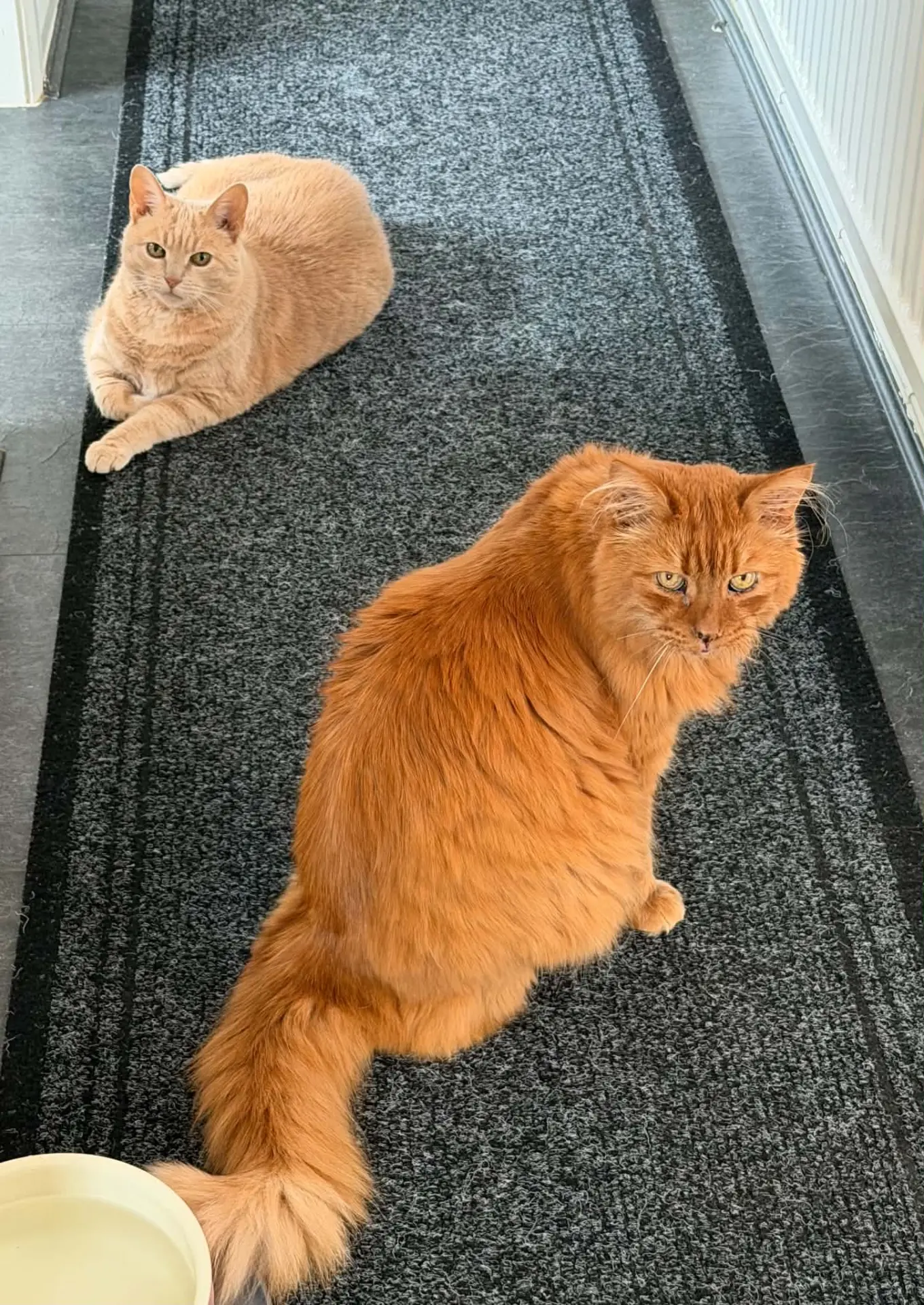 Two ginger cats relaxing together in a hallway