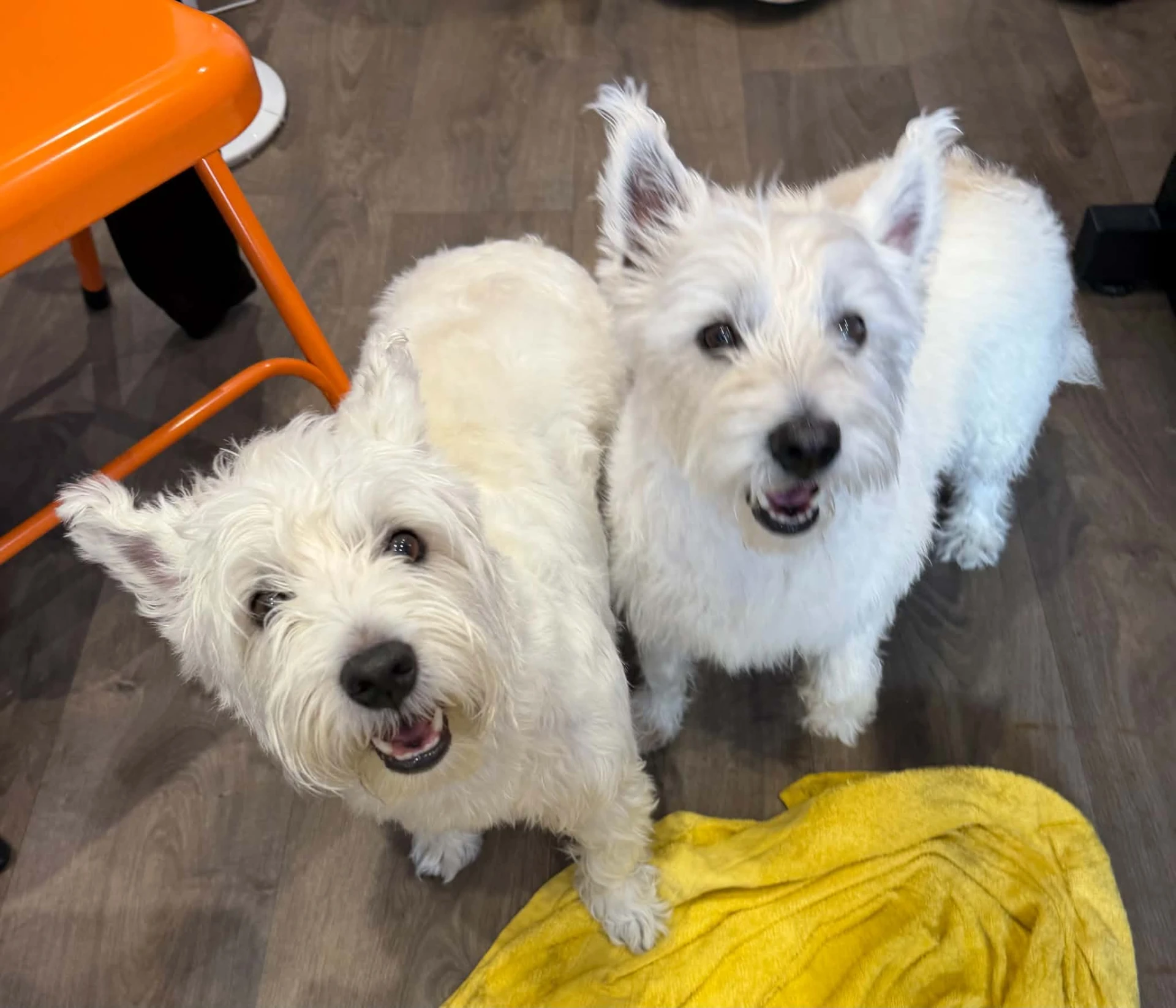 Tilly and Lilly, two happy Westies after their wash & go at K9 Hygienists